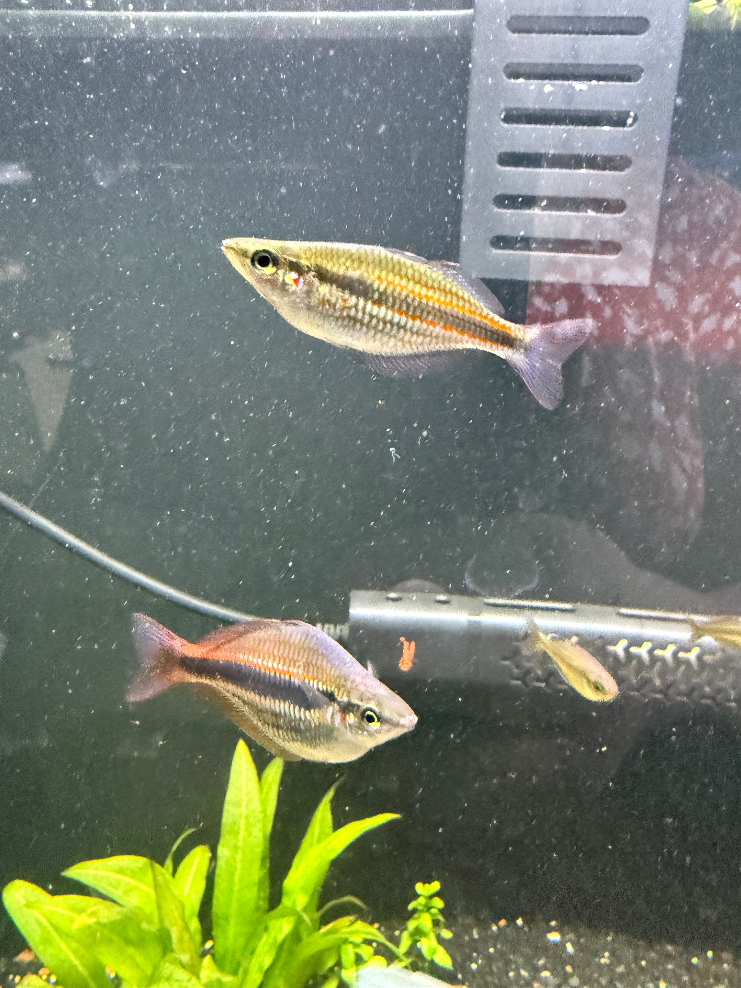 Melanotaenia Trifisciata “Blyth River”