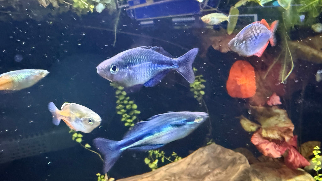 Turquoise Rainbowfish (Melanotaenia lacustris) TR 1.5”+