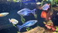 Turquoise Rainbowfish (Melanotaenia lacustris) TR 1.5”+