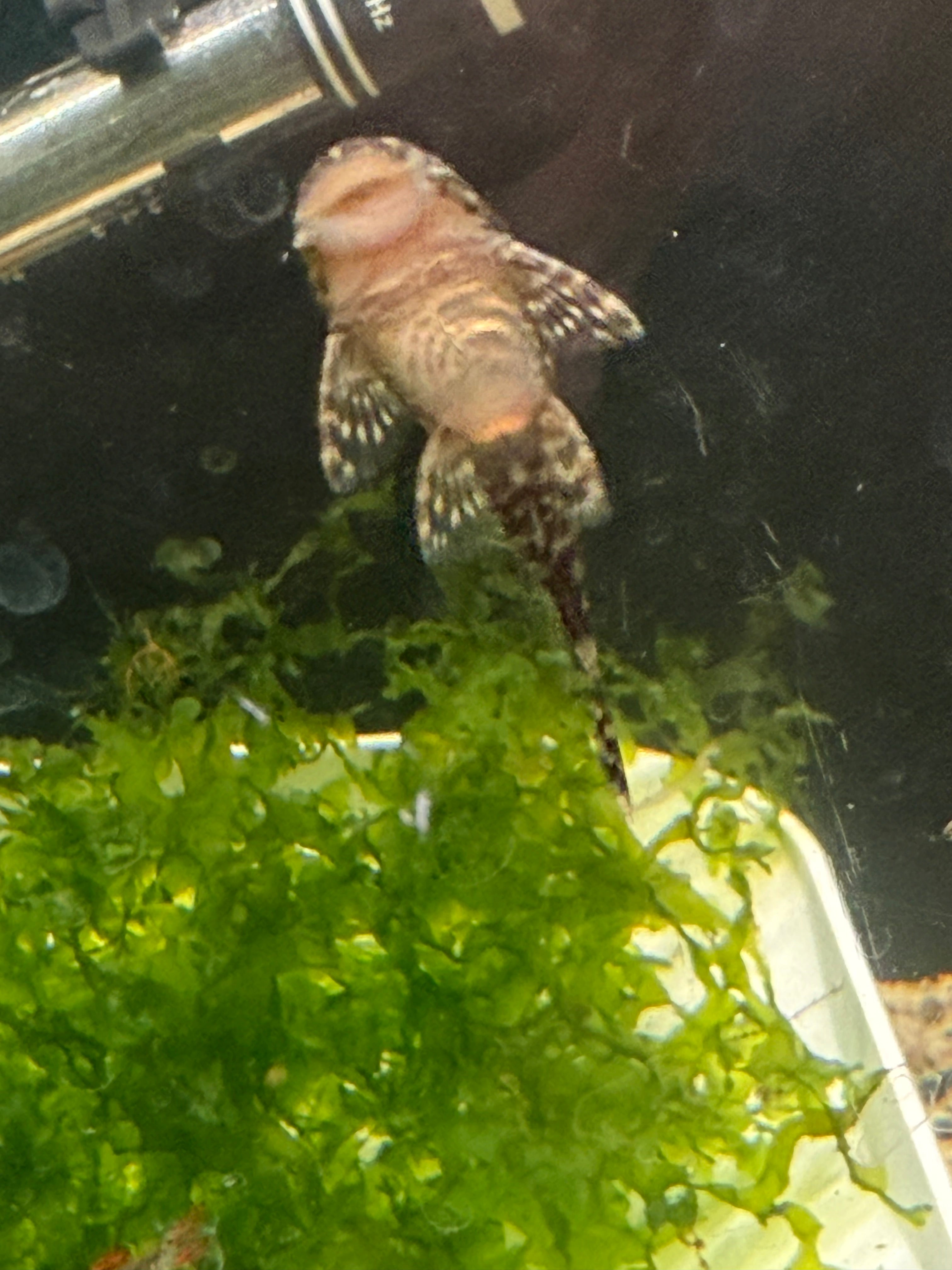 Green Dragon Bristlenose Pleco (Ancistrus sp.) - Small