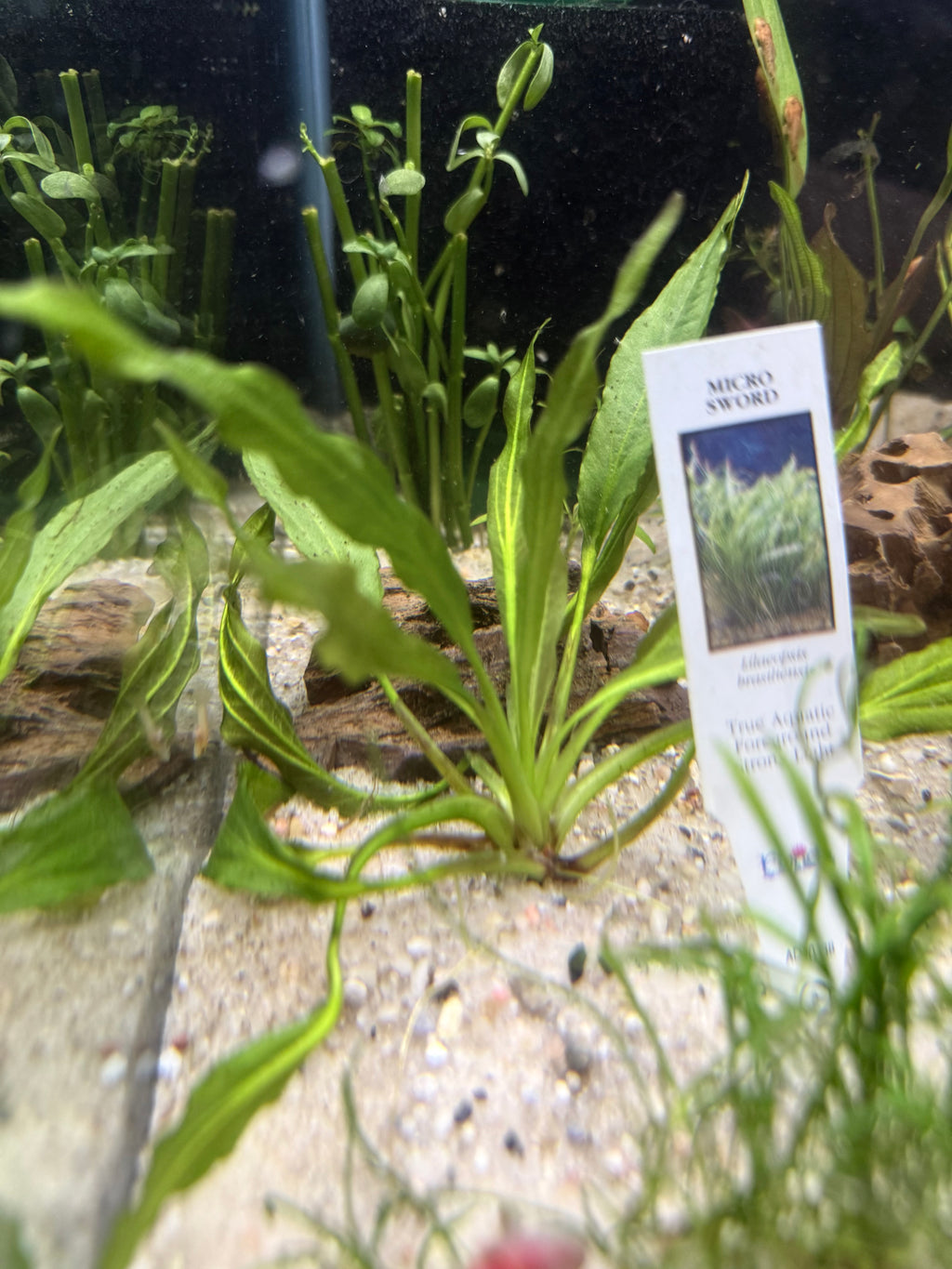 Pink Miracle Sword (Echinodorus sp.)