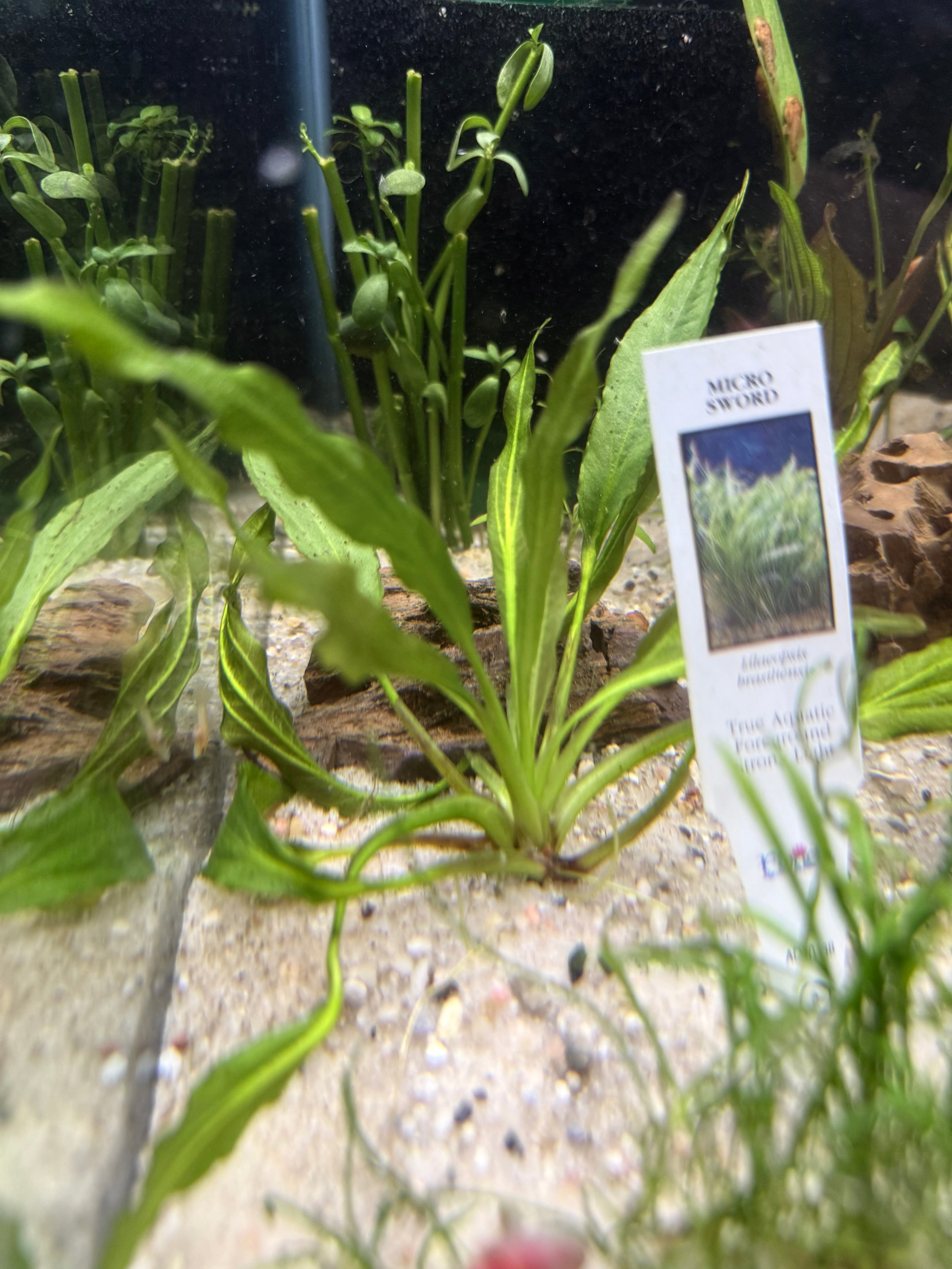 Pink Miracle Sword (Echinodorus sp.)