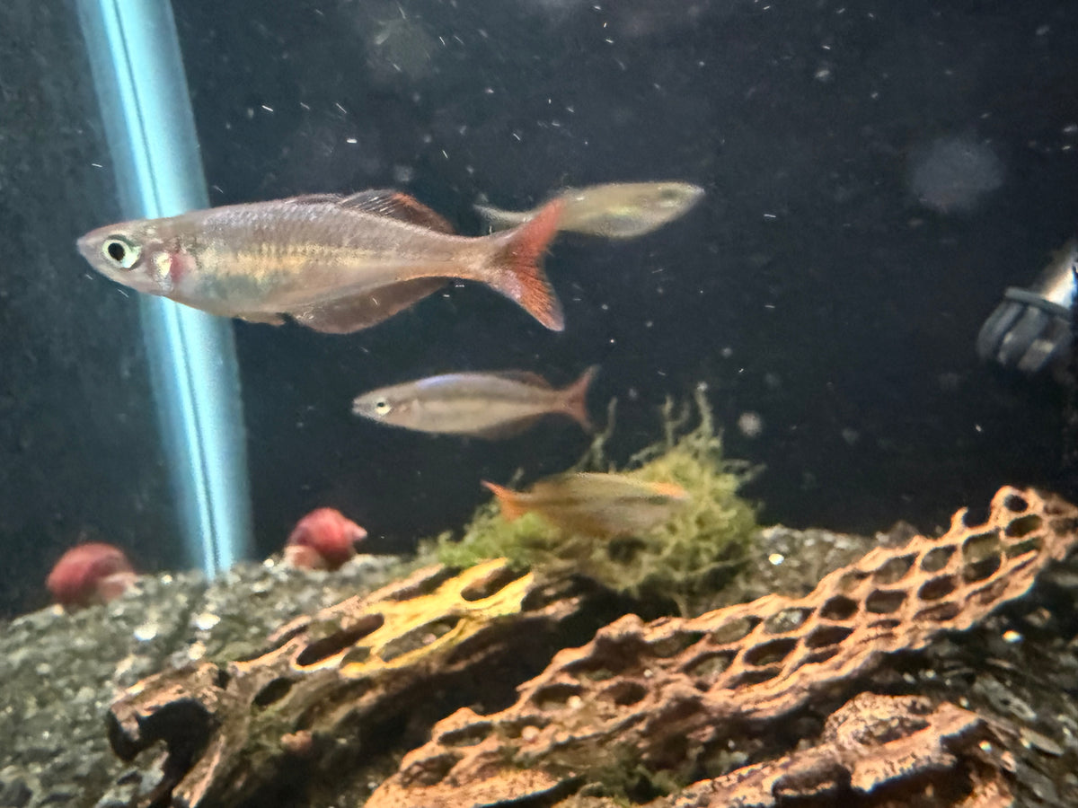 Chilatherina fasciata “Clearwater Creek”
