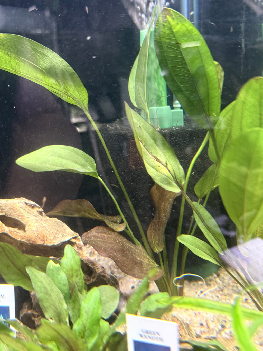 Chocolate Marble Sword (Echinodorus sp.)