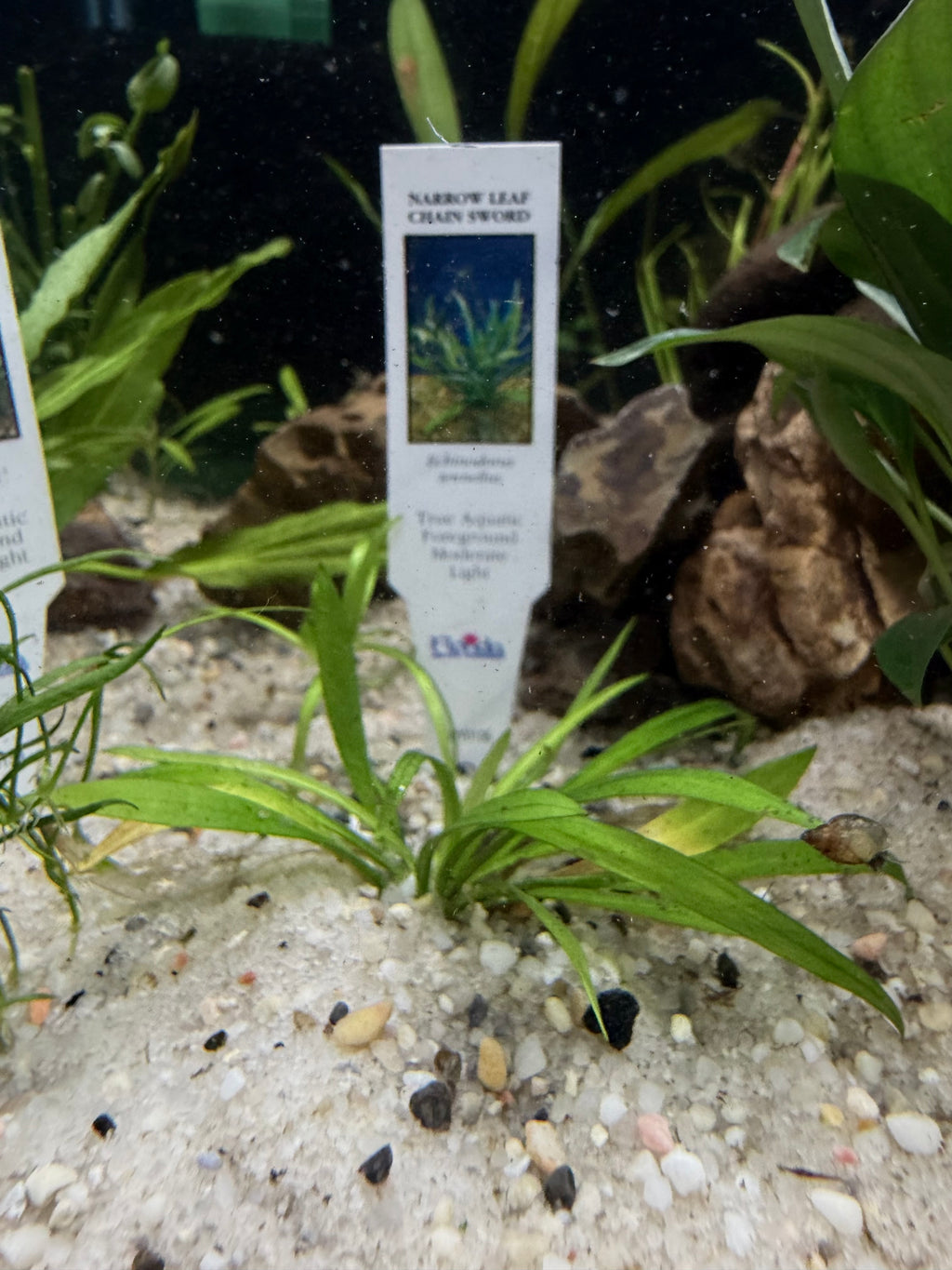 Chain Sword (Helanthium tenellum)