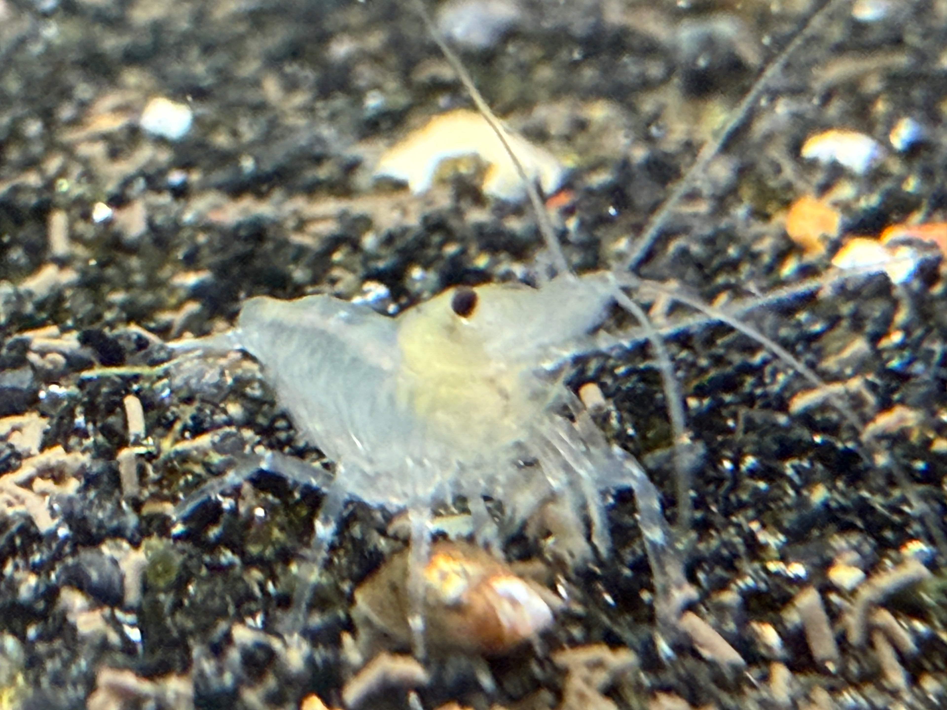 Skittles Neocaridina Shrimp 10 Pack