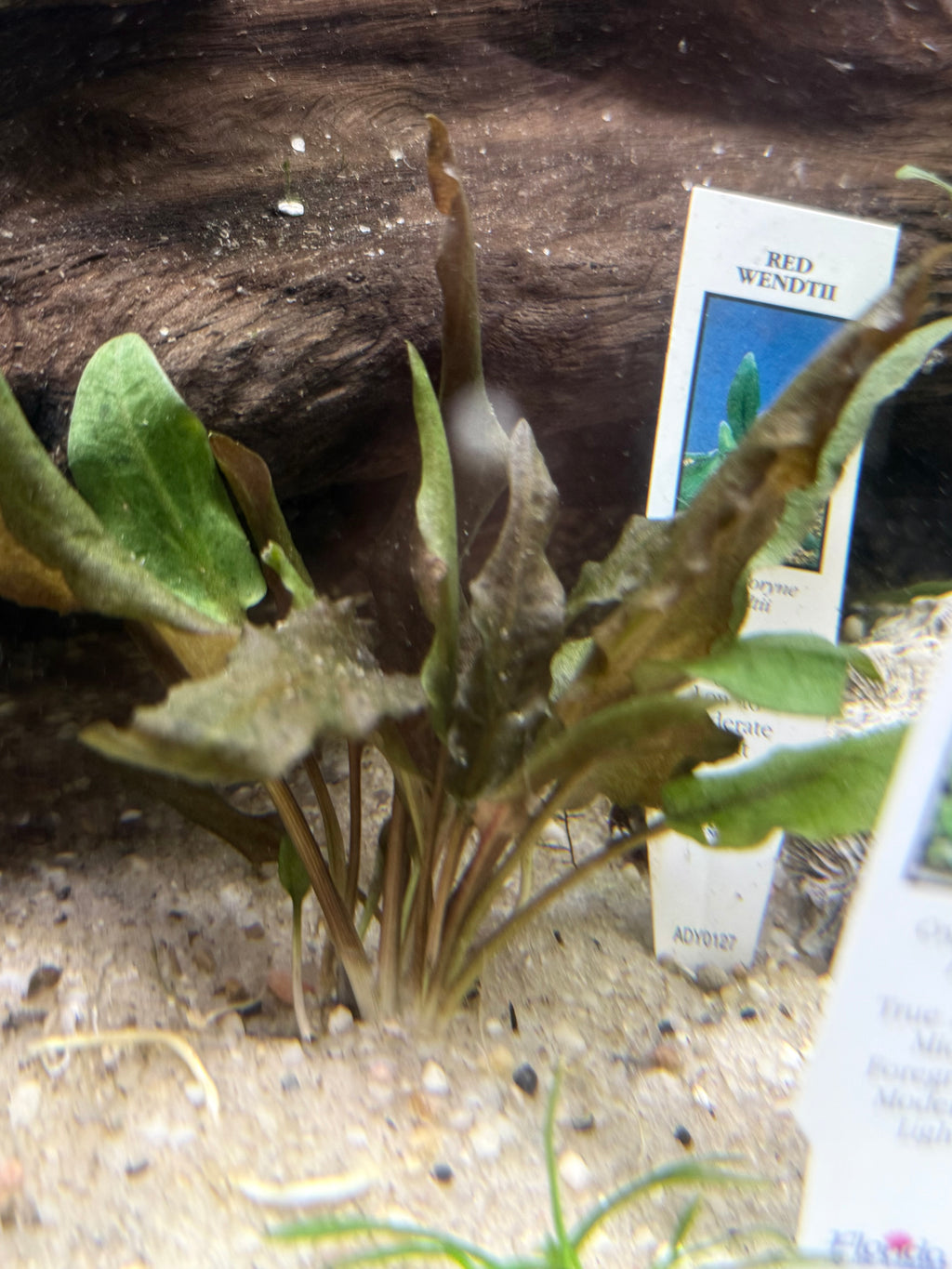 Crypt Wendtii Red (Cryptocoryne wendtii)