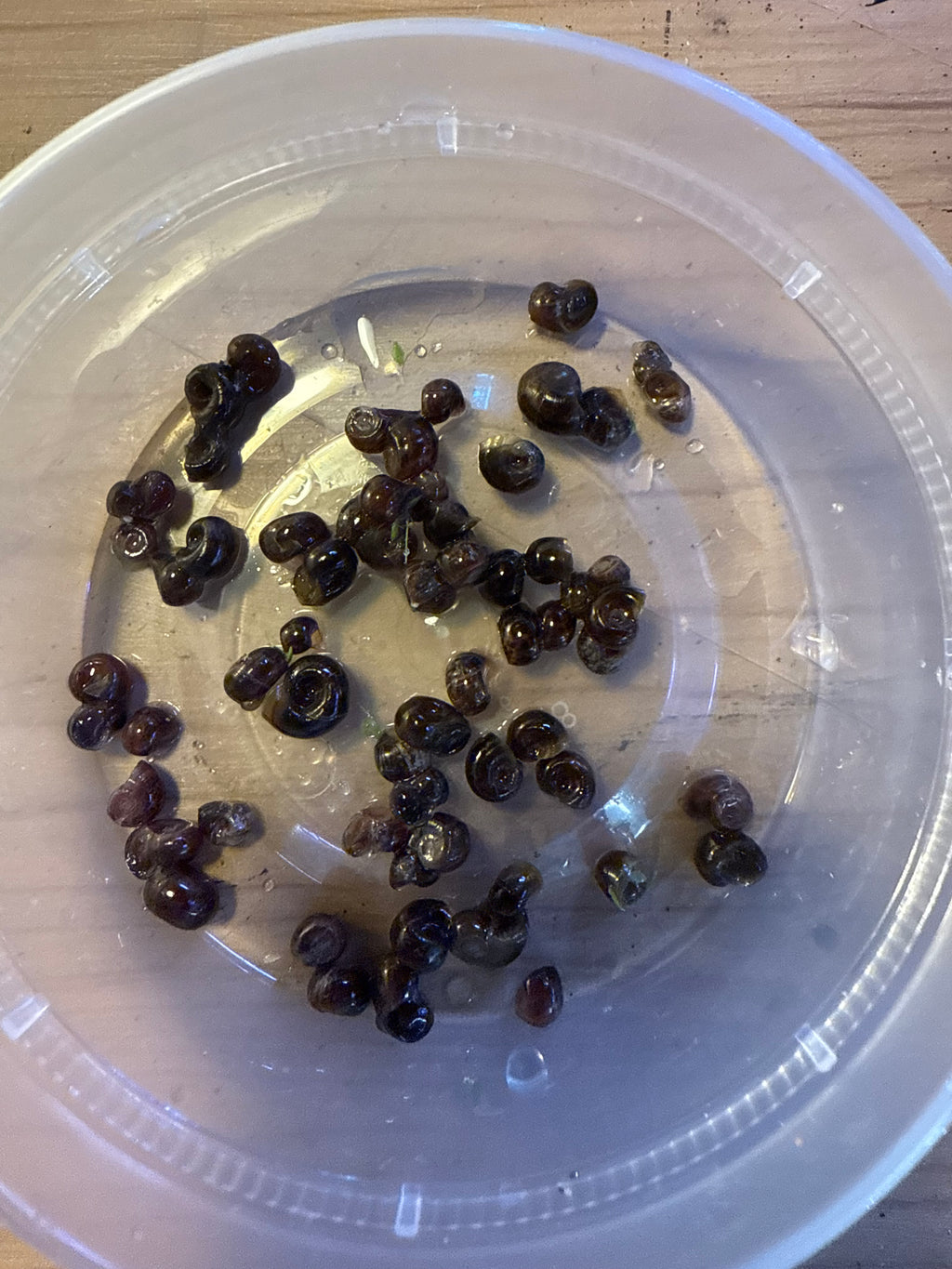 Feeder Snails (Bladder & Ramshorn Snails Mix) - Qty 100