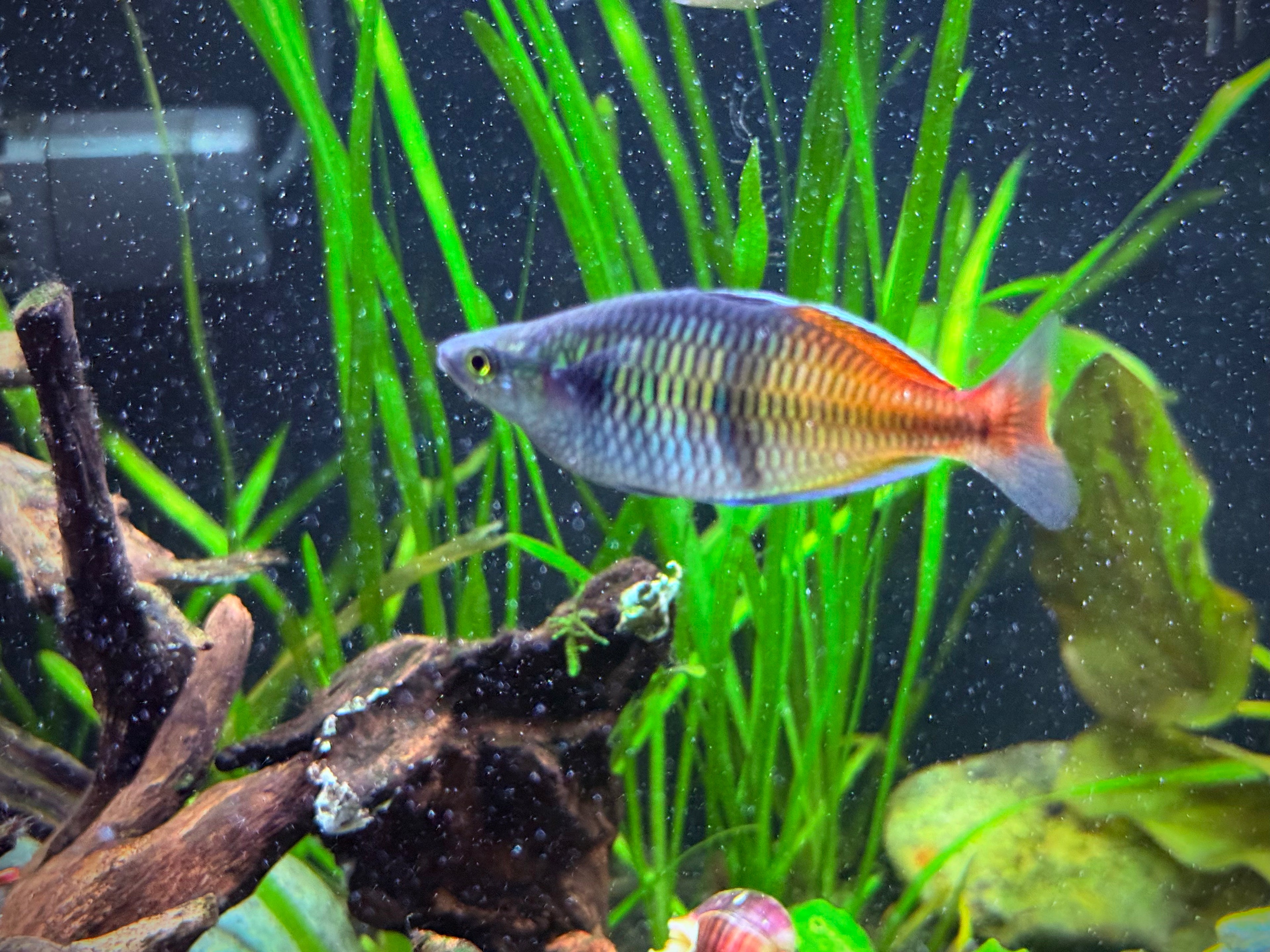 Boesemani Rainbowfish “Rosario La Corte” (Melanotaenia boesemani) Juvenile
