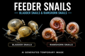 Feeder Snails (Bladder & Ramshorn Snails Mix) - Qty 100