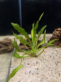Pink Miracle Sword (Echinodorus sp.)