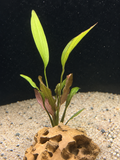 Pinwheel Melon Sword (Echinodorus osiris)