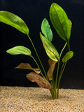Chocolate Marble Sword (Echinodorus sp.)