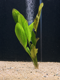 Altlandsberg Sword (Echinodorus)