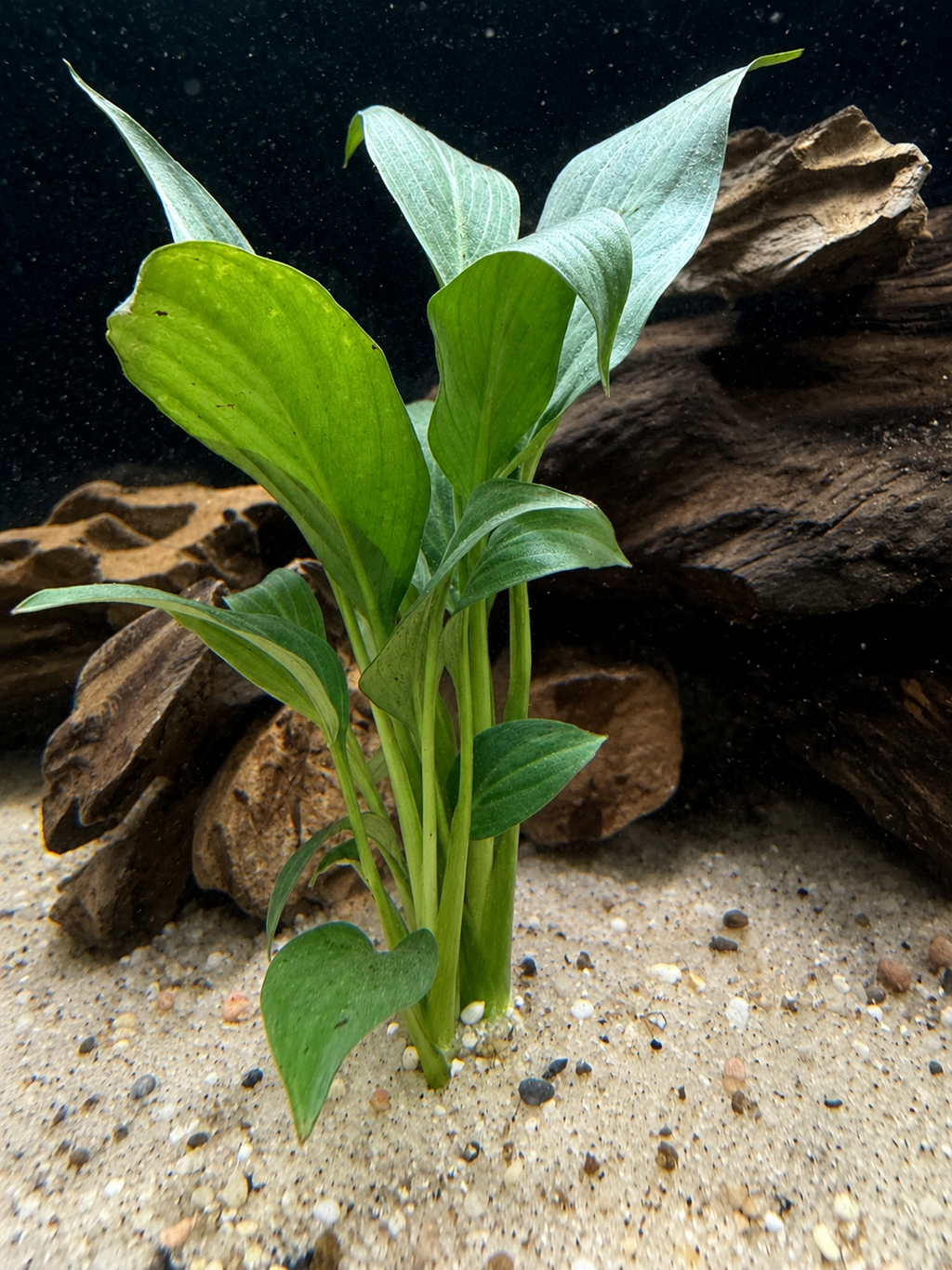 Brazilian Sword (Spathiphyllum tasson)