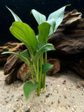 Brazilian Sword (Spathiphyllum tasson)