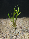 Spiralis (Cryptocoryne spiralis)