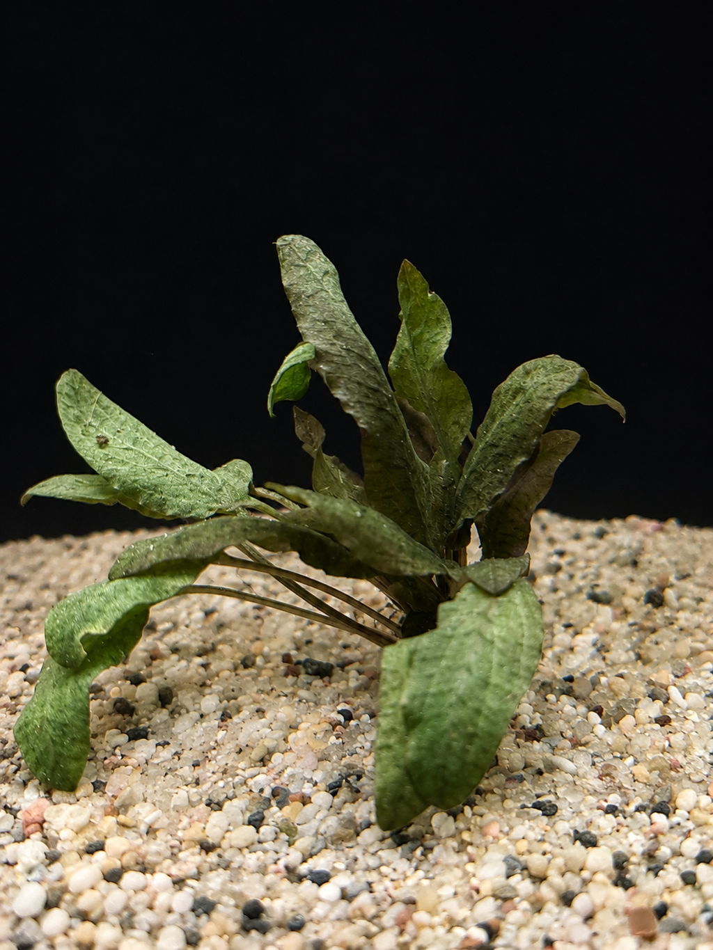 Crypt Wendtii Bronze (Cryptocoryne wendtii)