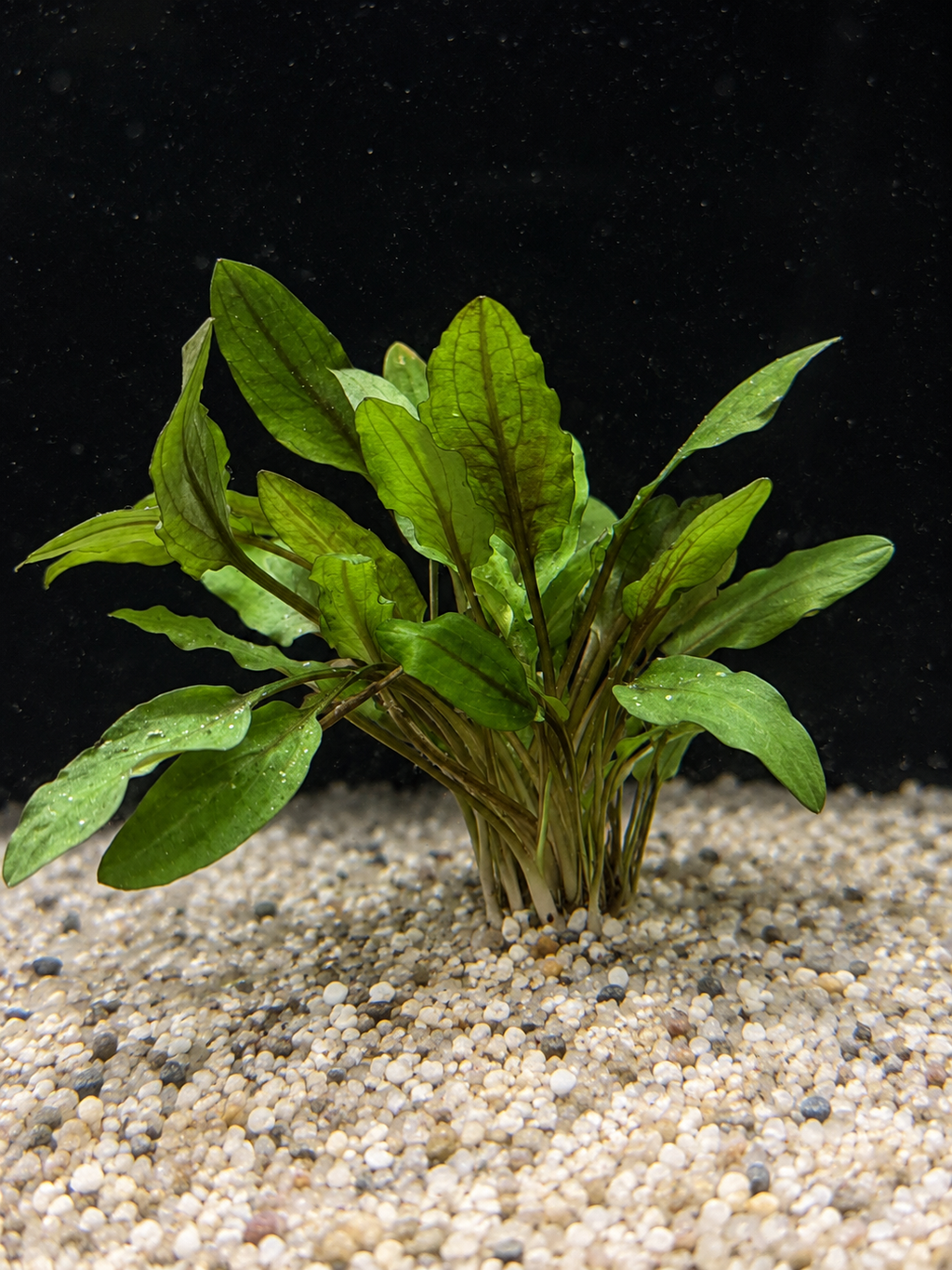 Crypt Wendtii Green (Cryptocoryne wendtii)