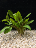 Crypt Wendtii Green (Cryptocoryne wendtii)
