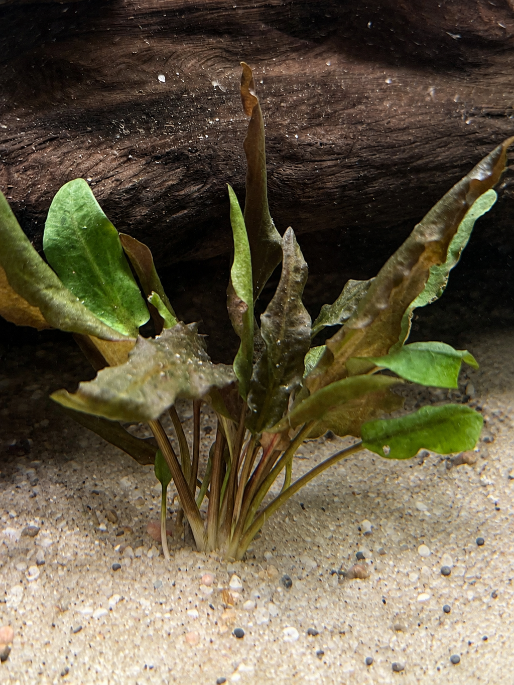 Crypt Wendtii Red (Cryptocoryne wendtii)
