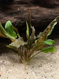 Crypt Wendtii Red (Cryptocoryne wendtii)