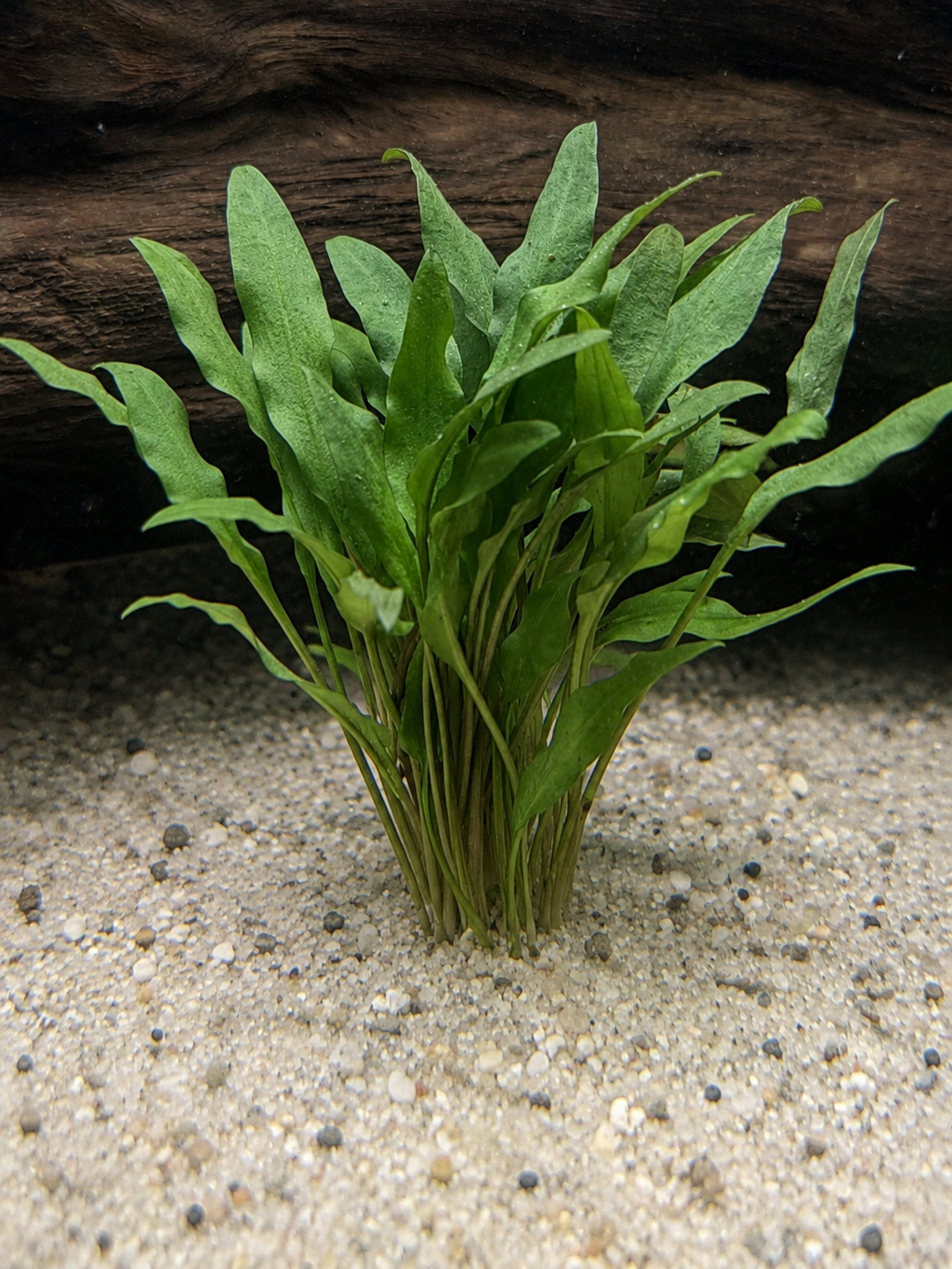 Crypt Lutea (Cryptocoryne walkeri)