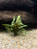 Crypt Undulata (Cryptocoryne undulata)