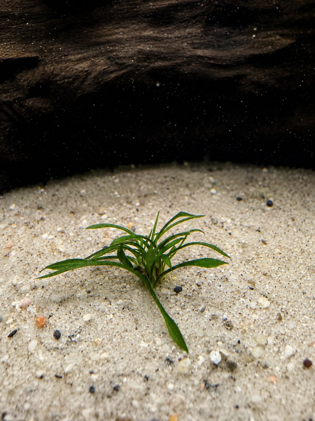 Crypt Parva (Cryptocoryne parva)