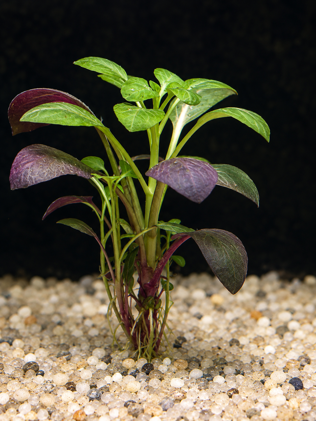 Cardinal Plant (Lobelia cardinalis)