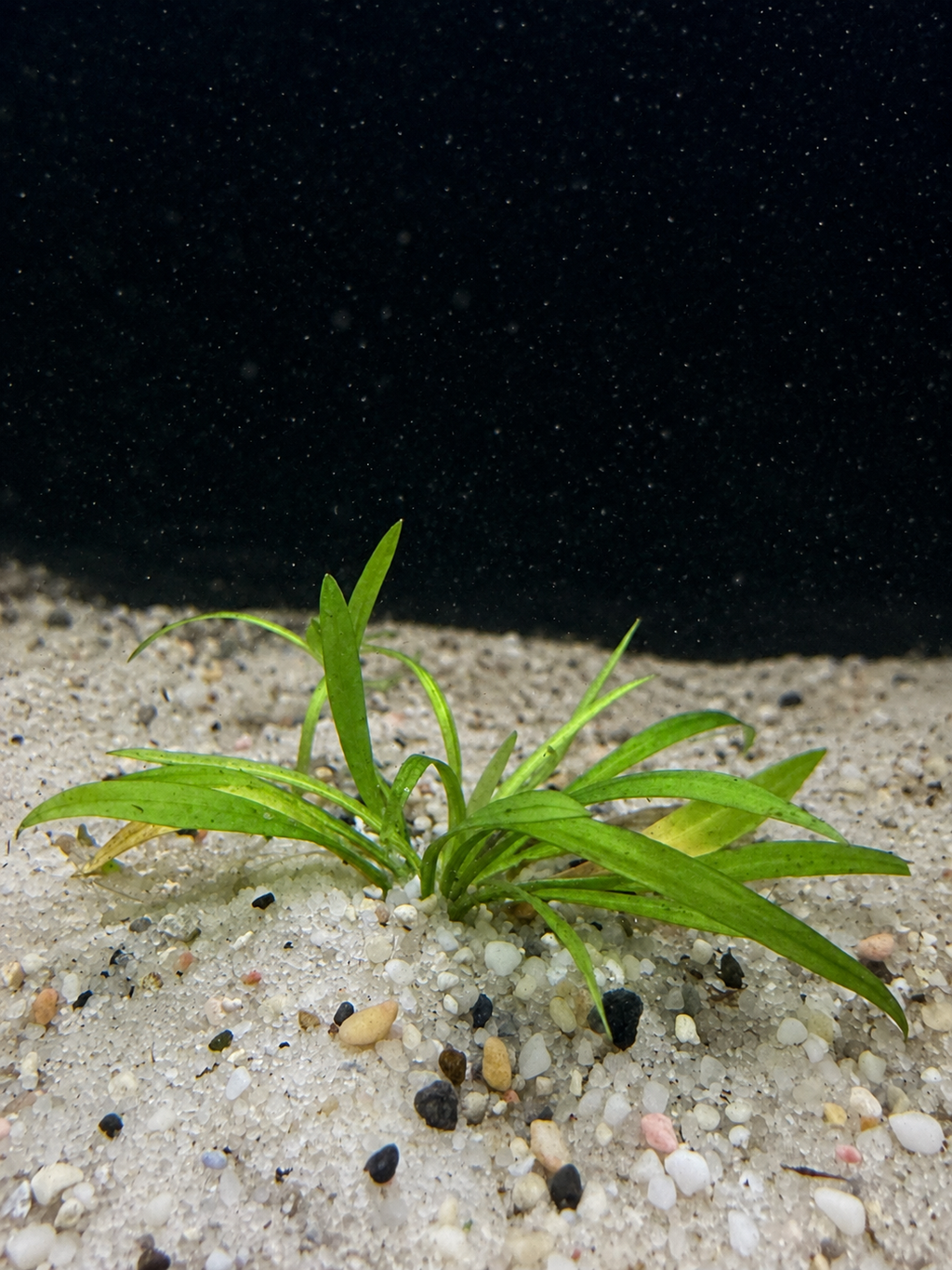 Chain Sword (Helanthium tenellum)