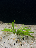 Chain Sword (Helanthium tenellum)