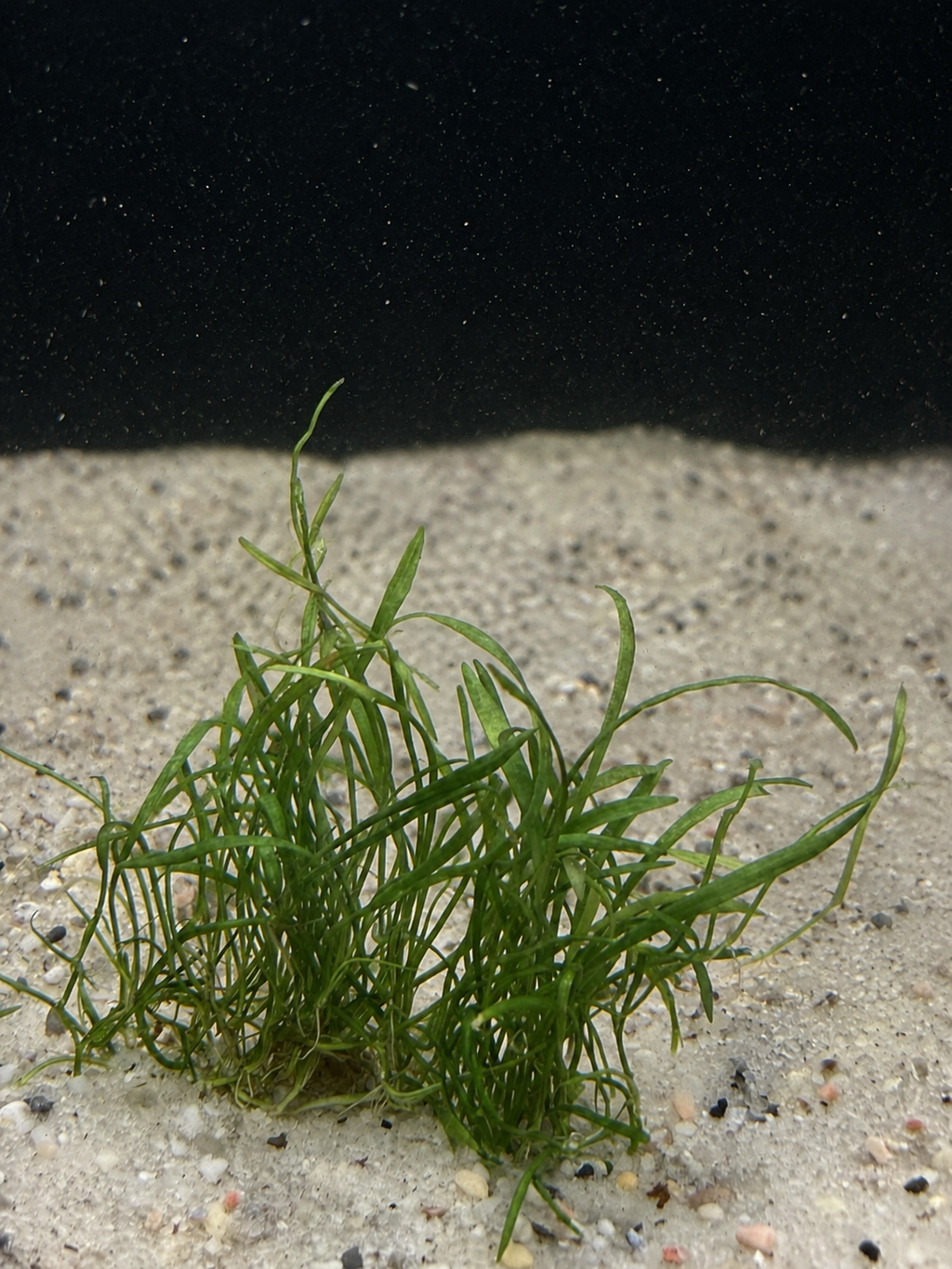 Micro Sword (Lilaeopsis brasiliensis)