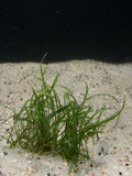 Micro Sword (Lilaeopsis brasiliensis)