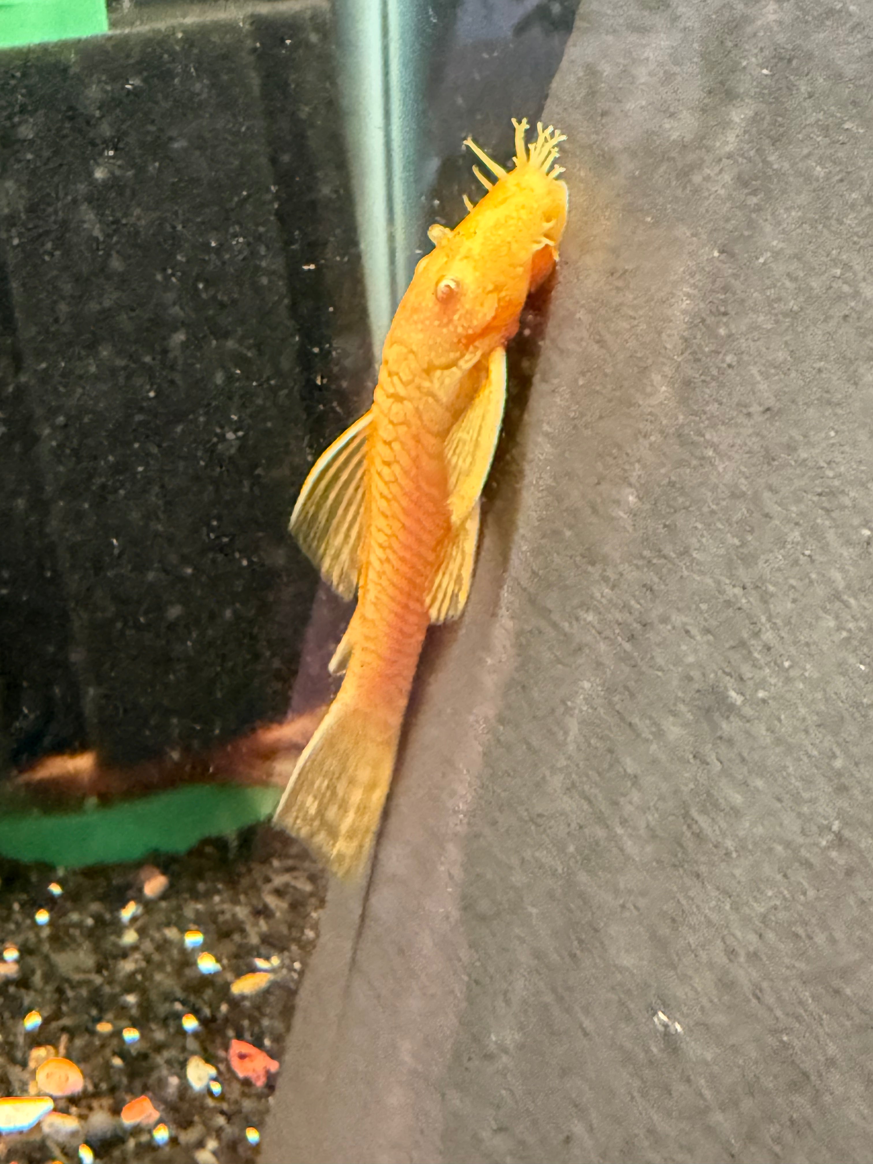 Albino Bristlenose Pleco Standard Fin - Male Juvenile (WYSIWYG)