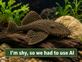 Common Bristlenose Pleco Standard Fin - Male 3”+ (WYSIWYG)
