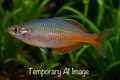 Parva Rainbowfish (Melanotaenia Parva) - Juvenile
