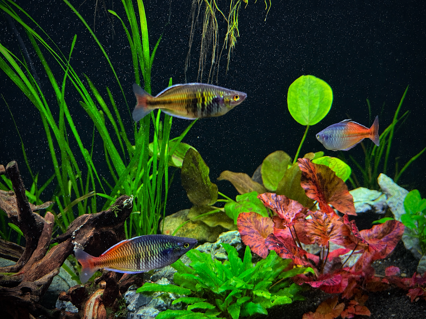 Boesemani Rainbowfish “Rosario La Corte” (Melanotaenia boesemani) Juvenile