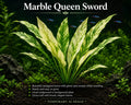 Marble Queen Sword (Echinodorus cordifolius)