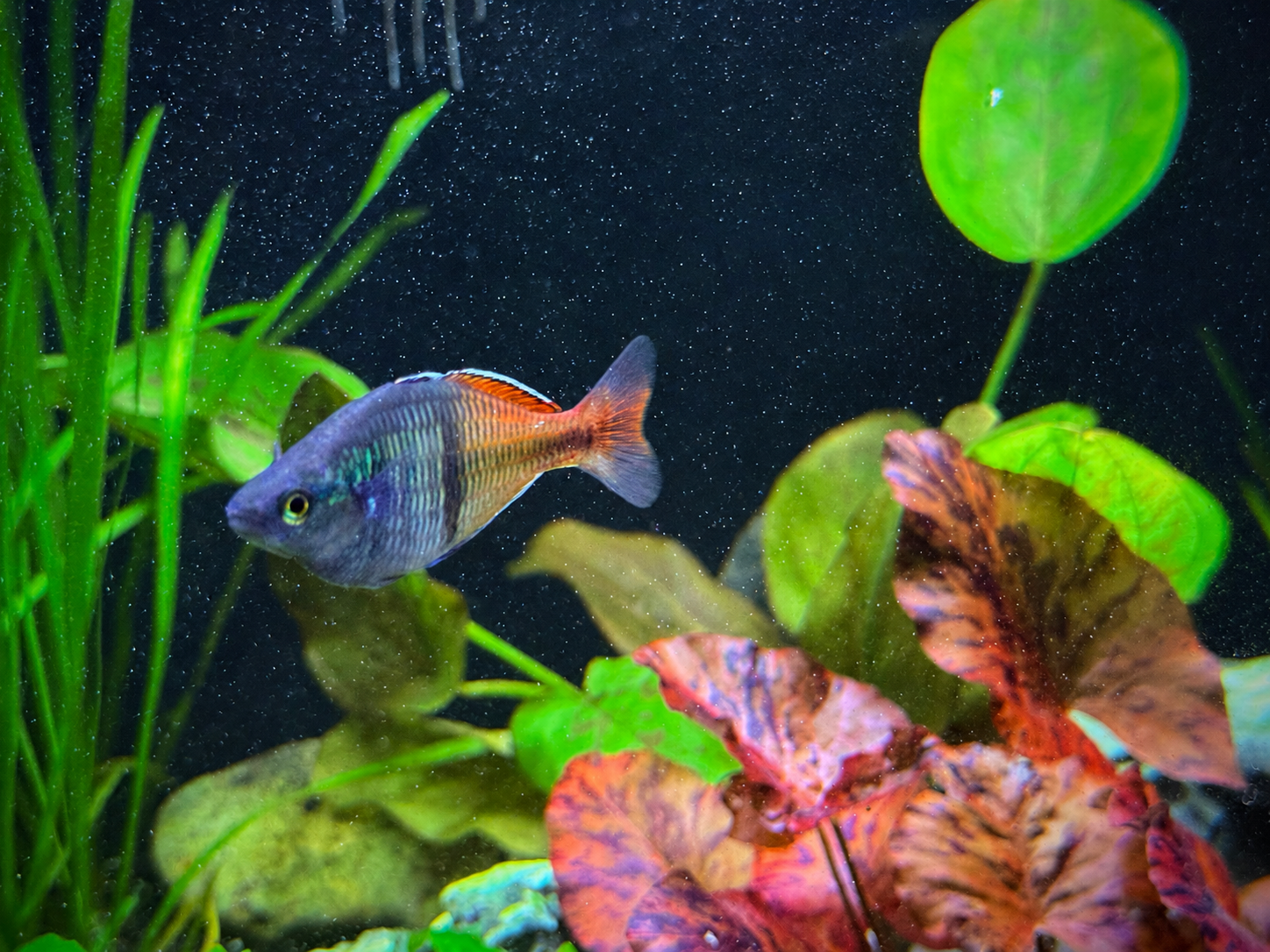 Boesemani Rainbowfish “Rosario La Corte” (Melanotaenia boesemani) Juvenile