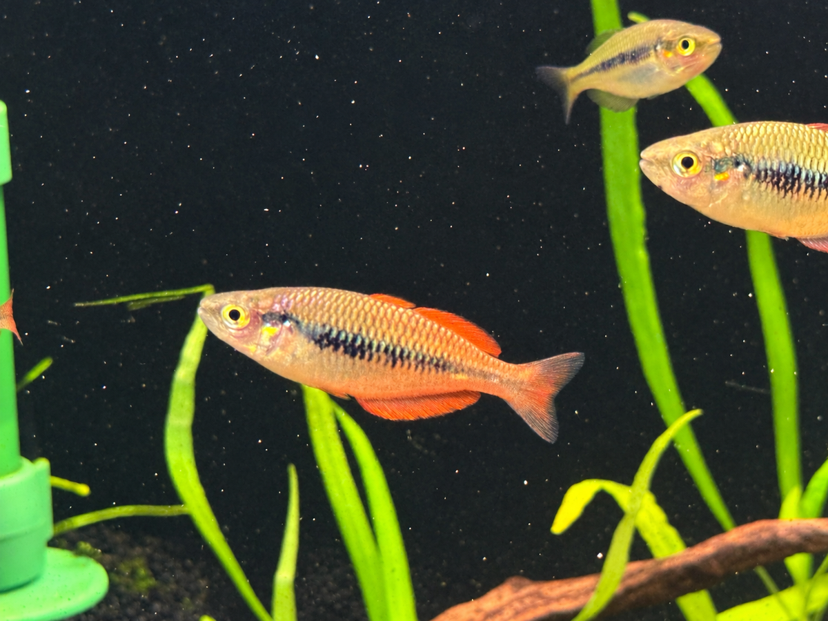 Parva Rainbowfish (Melanotaenia Parva) - Juvenile