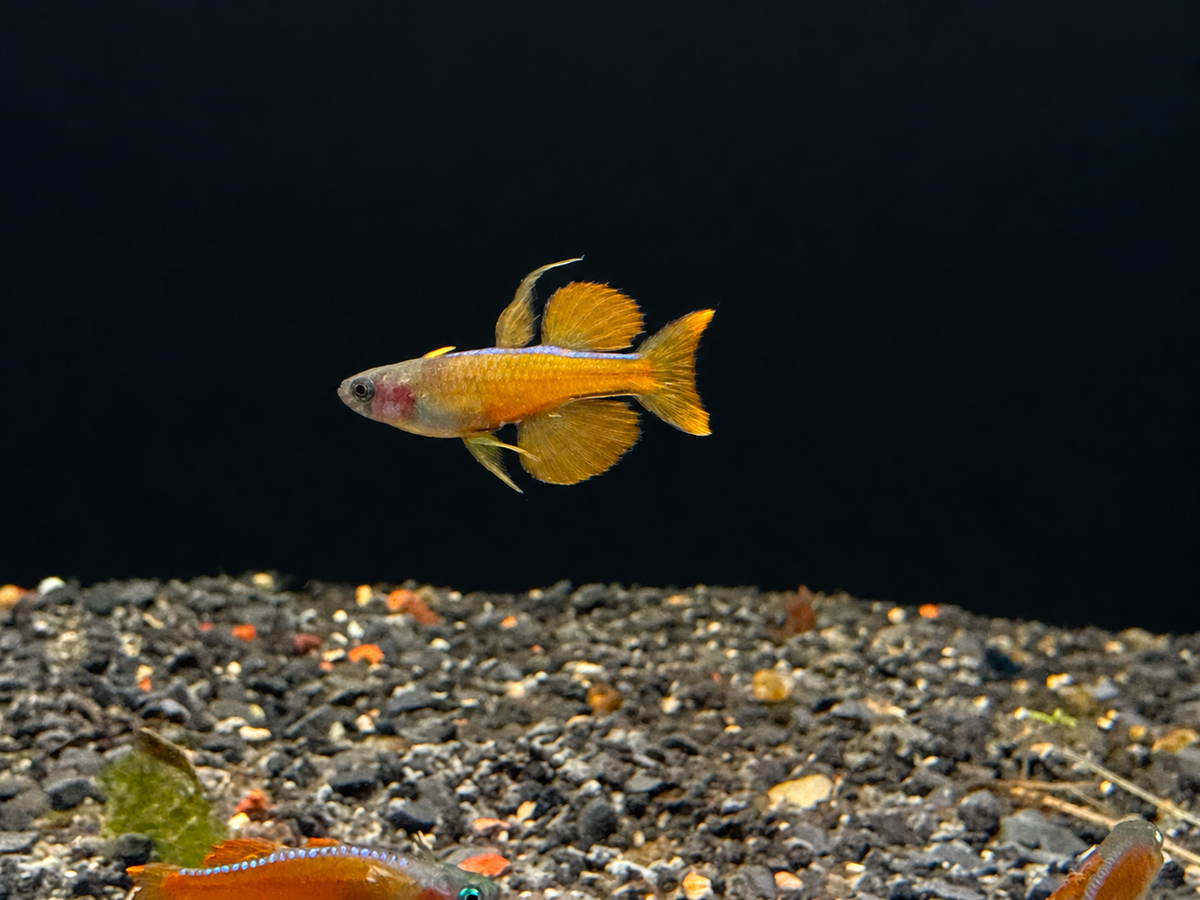 Red Neon Blue-Eye Rainbowfish — Pseudomugil luminatus