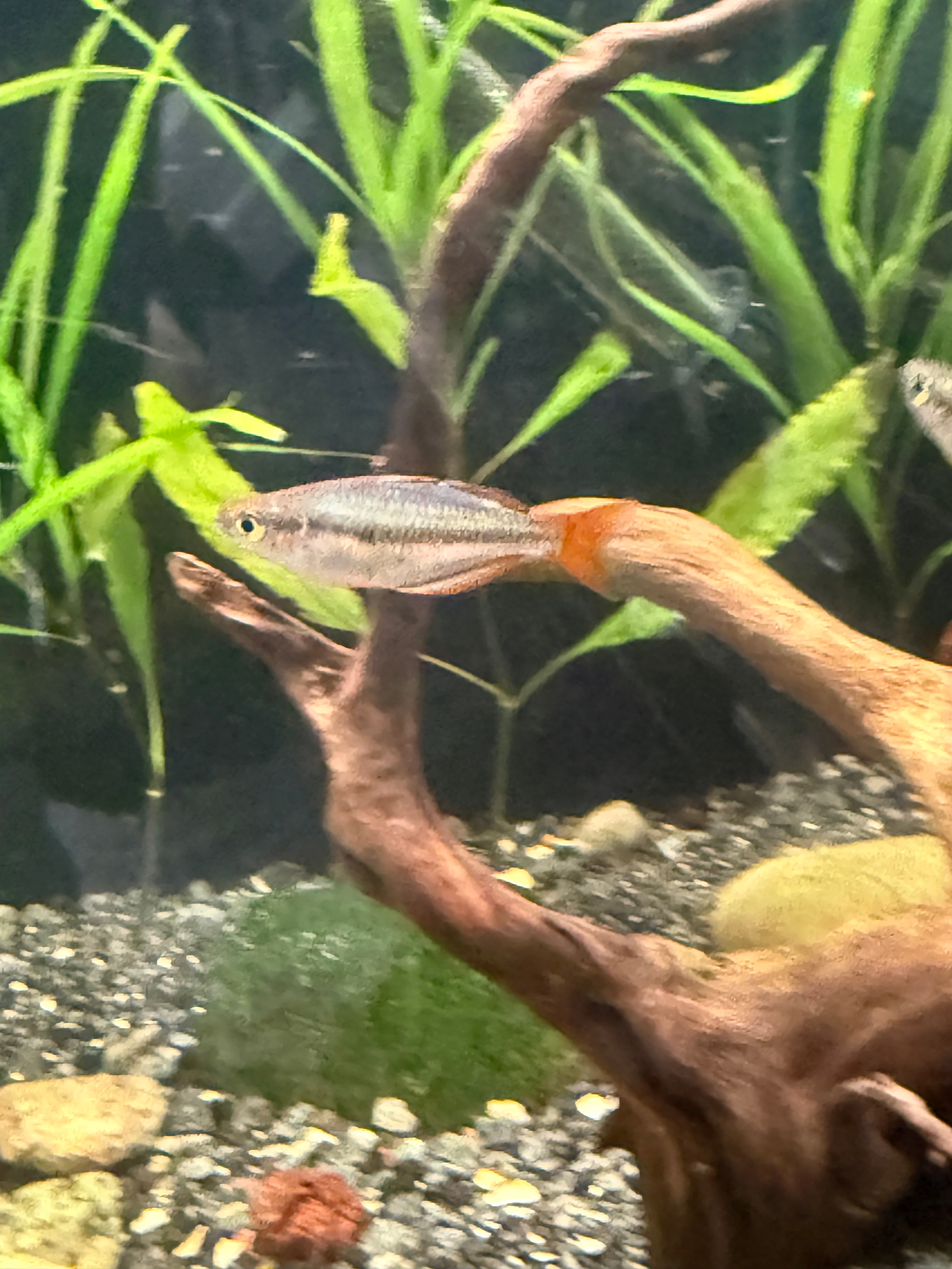 Mairasi Rainbowfish (Melanotaenia mairasi) TR