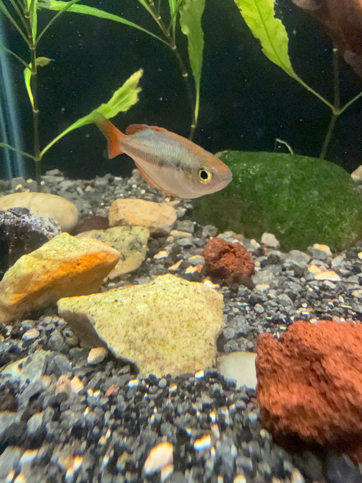 Mairasi Rainbowfish (Melanotaenia mairasi) TR