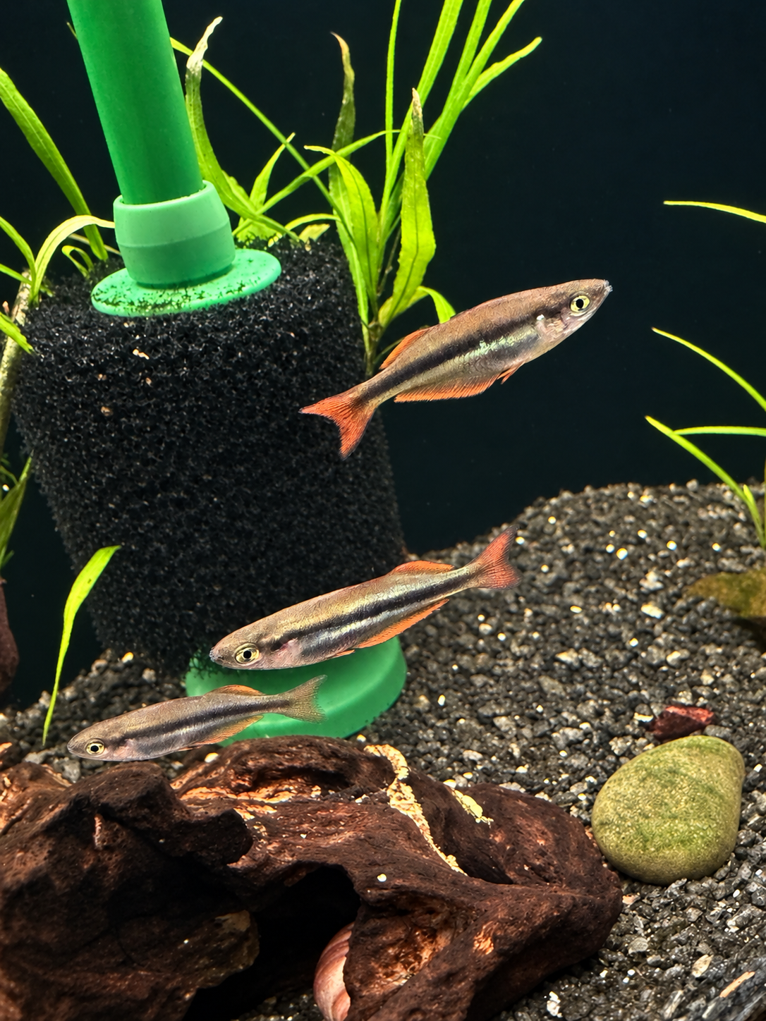 Chilatherina alleni “Wapoga” Red Form Rainbowfish