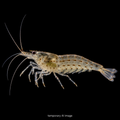 Amano Shrimp (Caridina multidentata)
