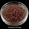 Live Blackworms – 1/8 lb (2 oz)