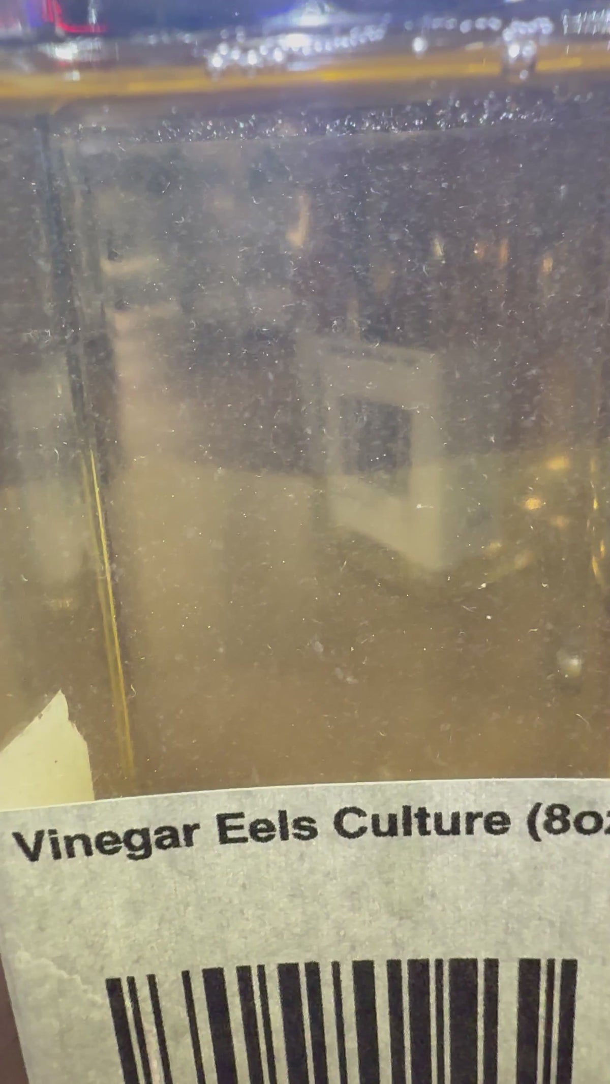 Vinegar Eels Culture (6oz)